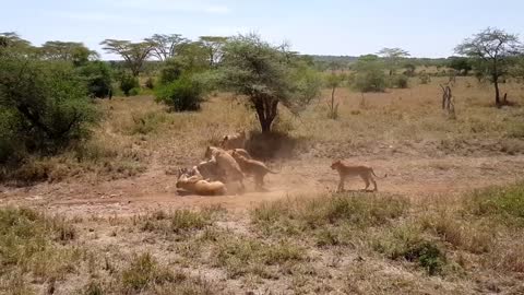 Awesome lions hunt and eat zebra !