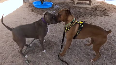 Dogs playing: Episode 30