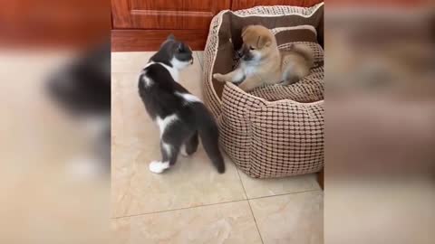 Funny cat pet videos 2023 #3