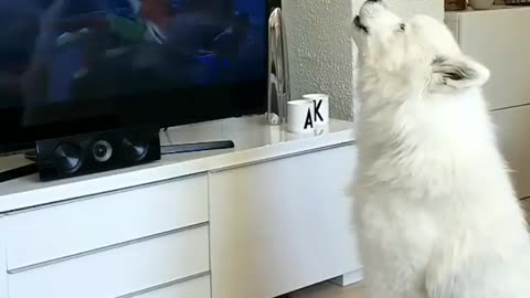 Funny Dog