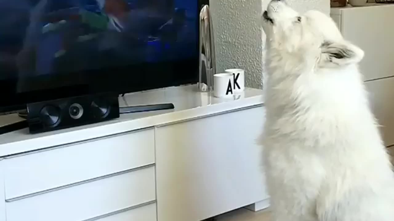 Funny Dog