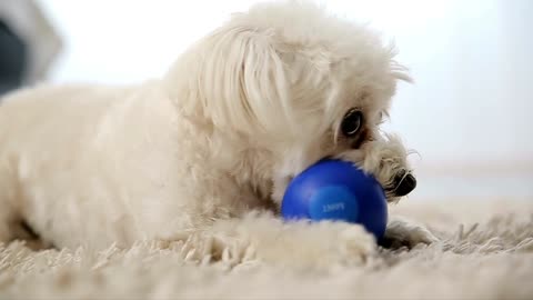 Pet