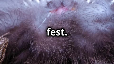 Shocking Peacock Secrets Exposed # shorts
