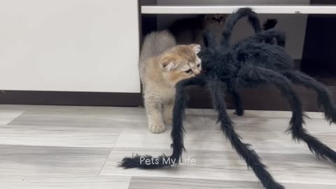 New Funny Animals 2023 😍😁 Funniest Cats and Dogs Videos