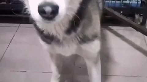 Animal Fun Club