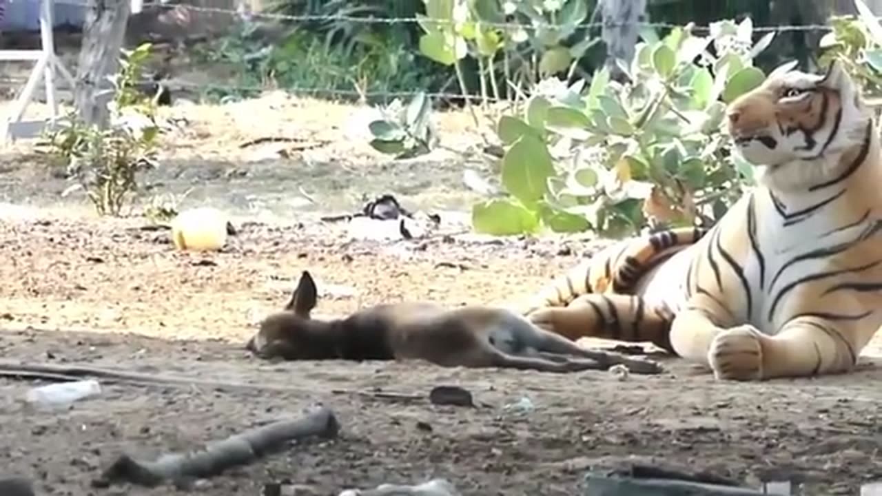 The Dog Funniest video 😂😂 | How the dogs reaction 🐕|| Very funniest video 😅🤣🤣