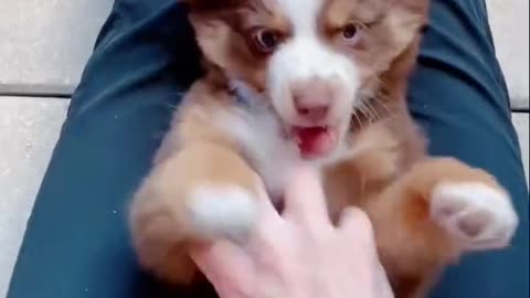 This video goes with too many sounds 💃