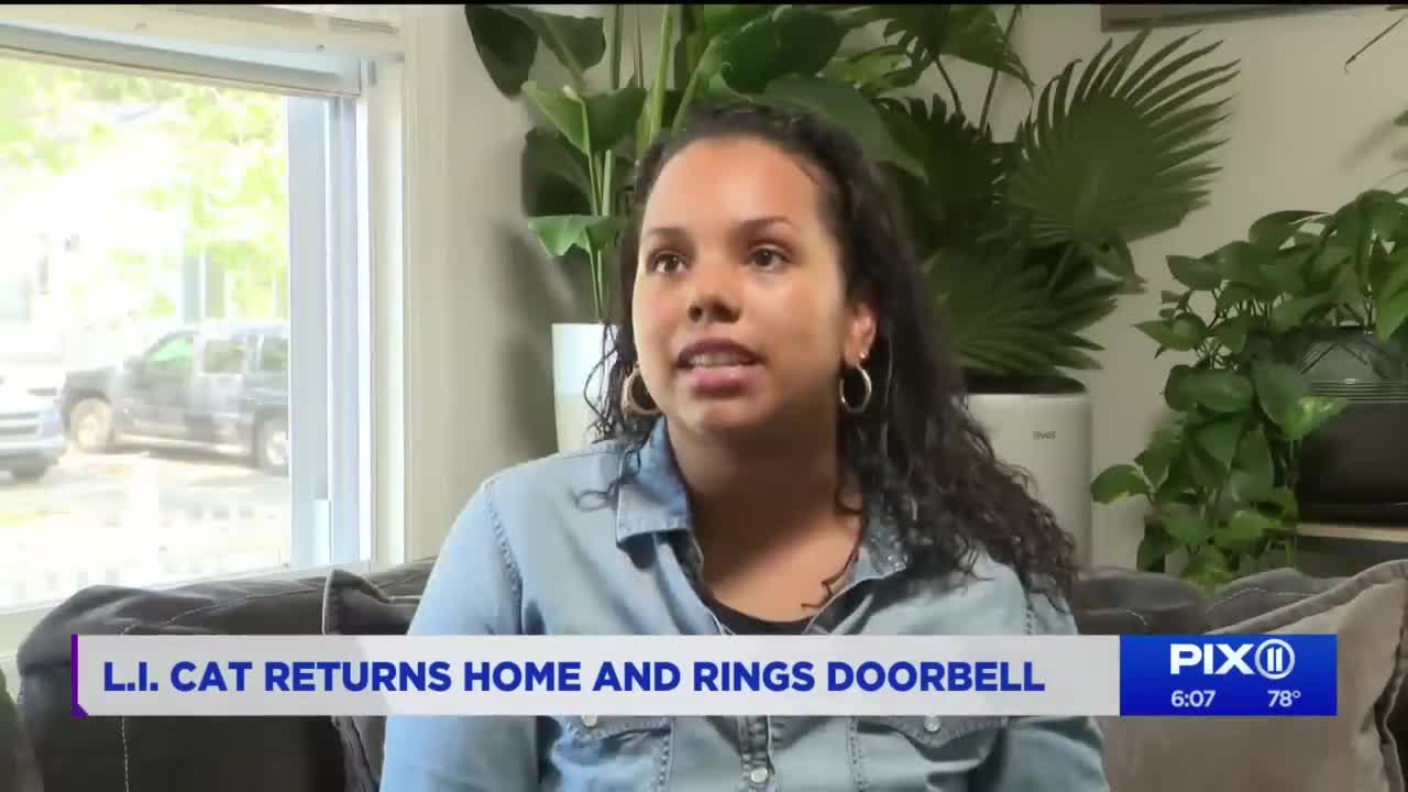 Missing cat returns home and rings her owner's doorbell