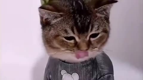 Funny animal video... $$ Funny Whatsapp Status
