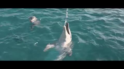 Bernie the Dolphin Trailer