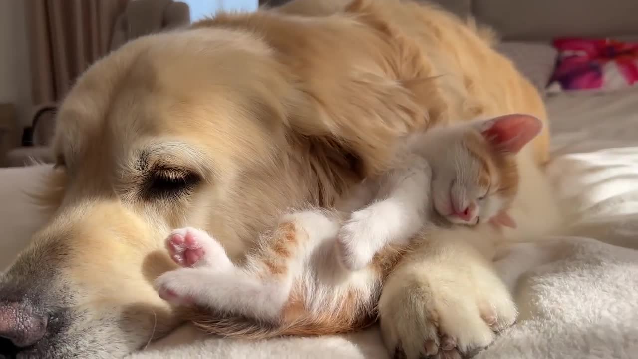 Tiny Kitten Uses a Golden Retriever as a Pillow to Sleep on