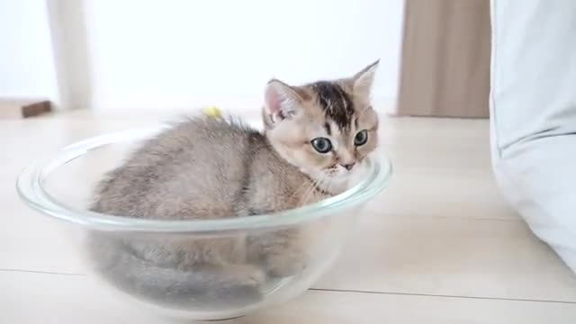Kitten Kiki begging owner for a new home