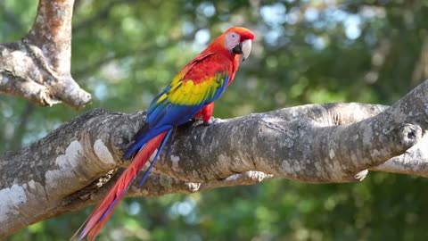 "The Amazon Rainforest: Earth's Largest Tropical Haven - Calming Nature"
