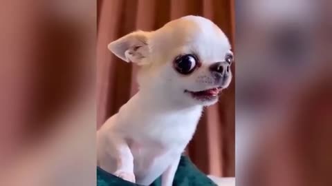 Funny animal video very funny
