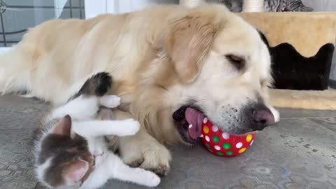 Golden Retriever Attacked by Baby Kitten while playing with ball