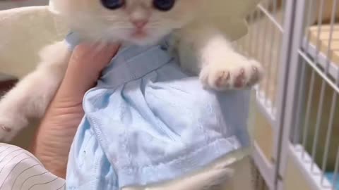 Cute cat video