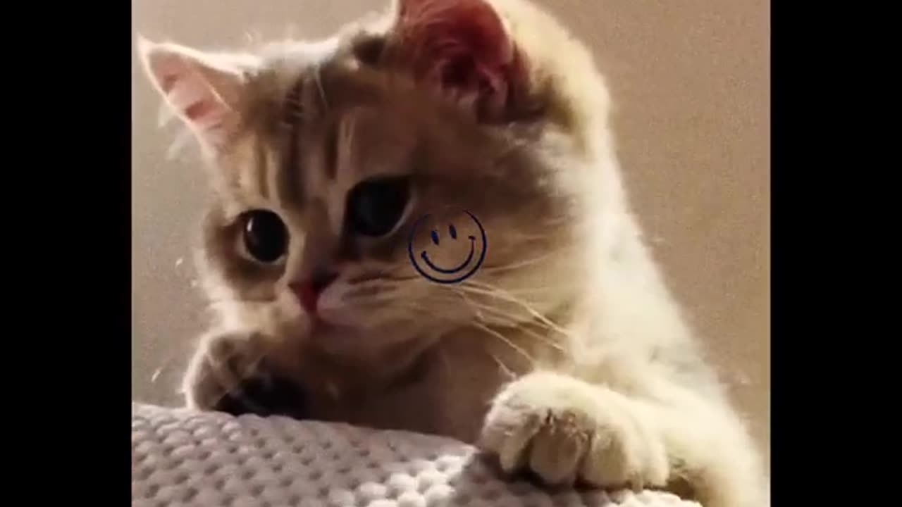 funny_short_funny_status_#videofunny_#shortsfunny#animal_#videos#funny_memes_funny_video_funny