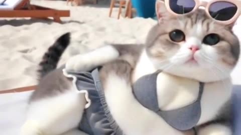 Whose white, rich and beautiful cat is this?