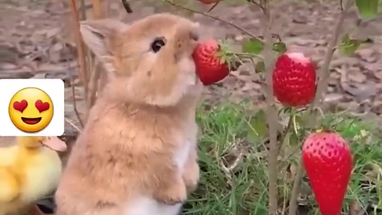 CUTE LITTLE BABY OF ANIMAL 😊