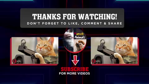 Funny Animals