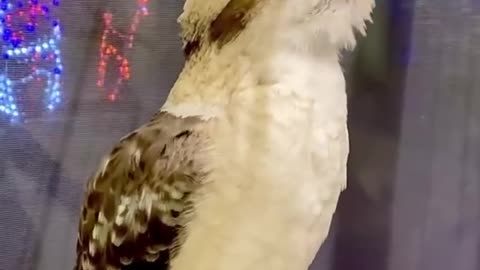 Monty the kookaburra wake up calls