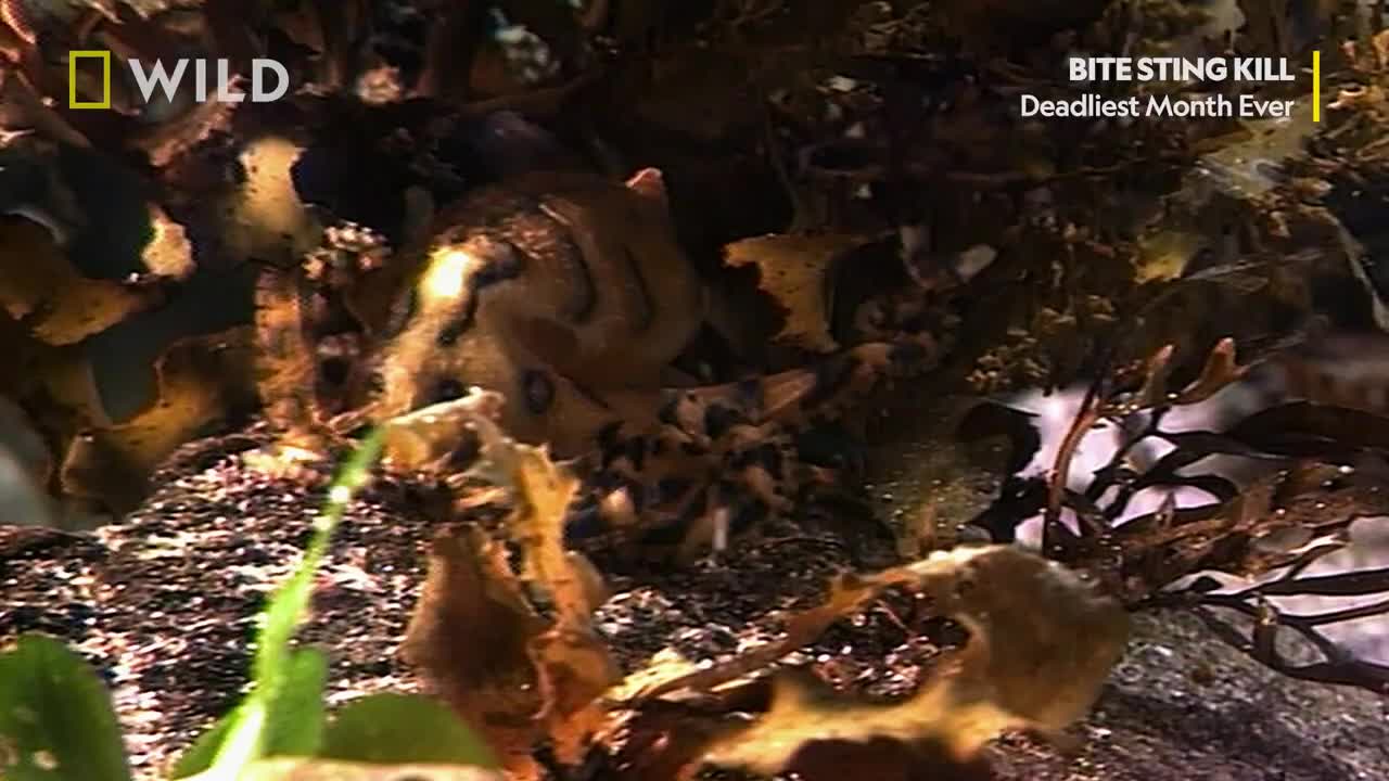 This Killer Octopus Is Both Beauty & Brains _ Deadliest Month Ever _ National Geographic UK