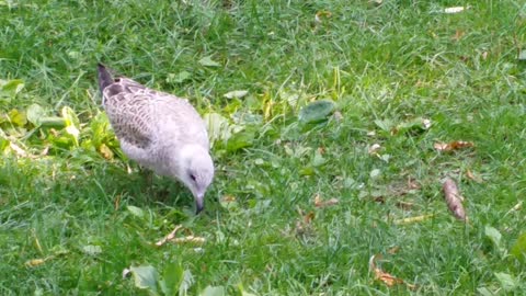 Breakfast for bird