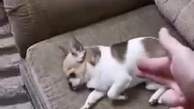 Top dog funny video