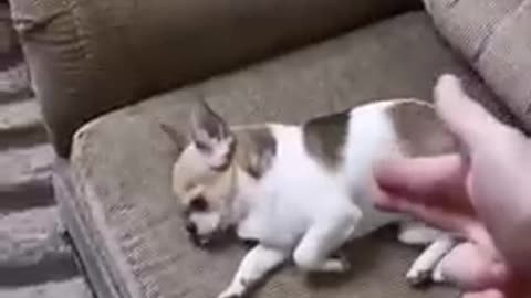 Top dog funny video