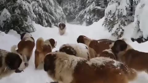 Watch the video of the dog inside the ice.
