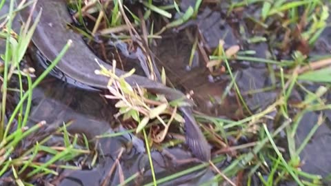 try to catch fish