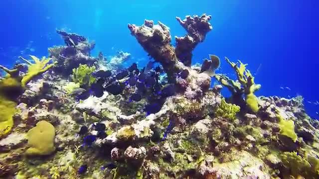 views and the most beautiful coral reefs and underwater creatures on earth