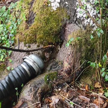 Catching big hornets in a tree hole