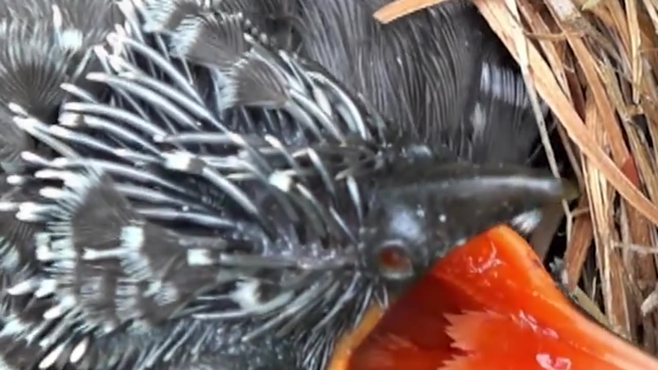 Hungry chick gets fed in nest 🪶