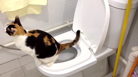 Sierra's 2nd month on the CitiKitty Cat Toilet Training Kit. Success!!!