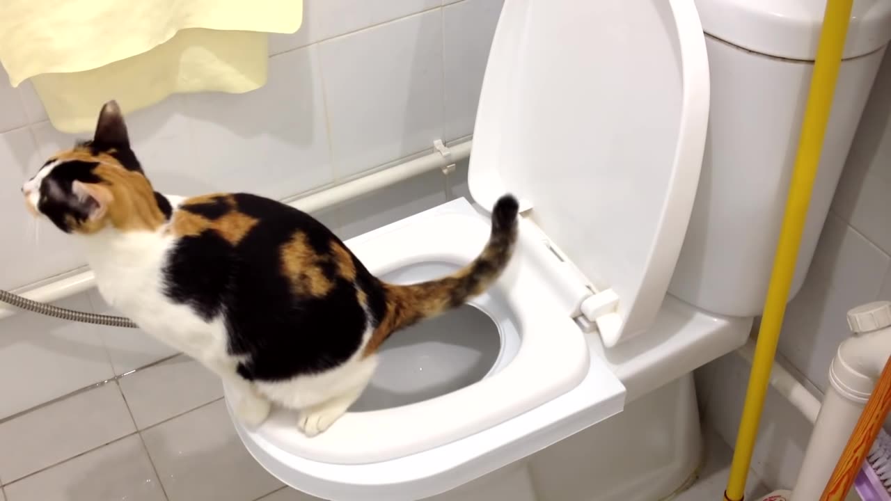 Sierra's 2nd month on the CitiKitty Cat Toilet Training Kit. Success!!!