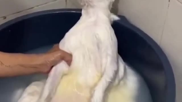 Cat meowing bitterly, apparently in no mood for a bath 🤣🤣😐