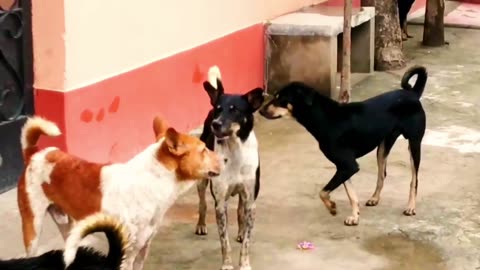STREET DOG FIGHT || DOG FIGHT VIDEO 🐕DOGS BARKING