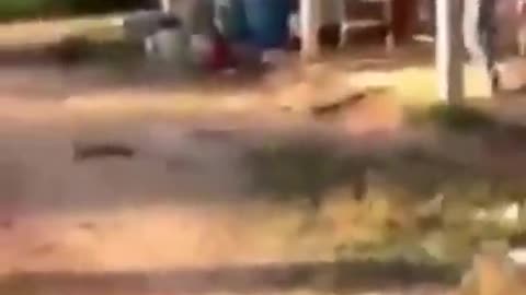 Funny lovely cats & dogs