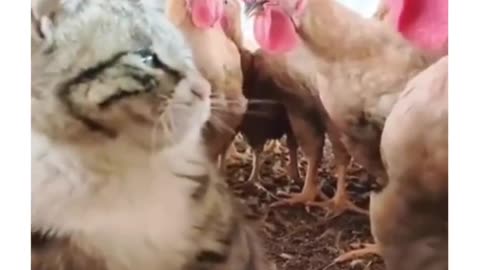 cute animal incident