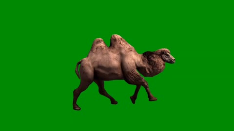 Camel Runing green screen | camel runing green screen video for cartoons