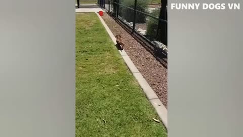 Best Funniest Animals 2023 😍 Funniest Dogs And Cats Videos