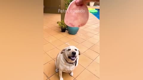 Funniest Animals 2023 New Funny Cats and Dogs Videos