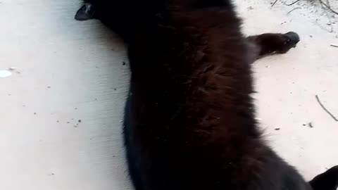 She's working hard for treats | The Rural Outdoors