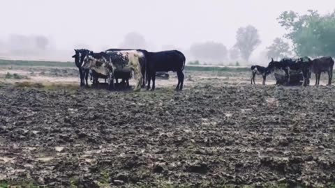 rain in village | amazing view | village beauty #rain #shorts