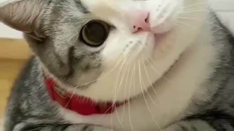 Cat fall down on the table funny 😂😂😂