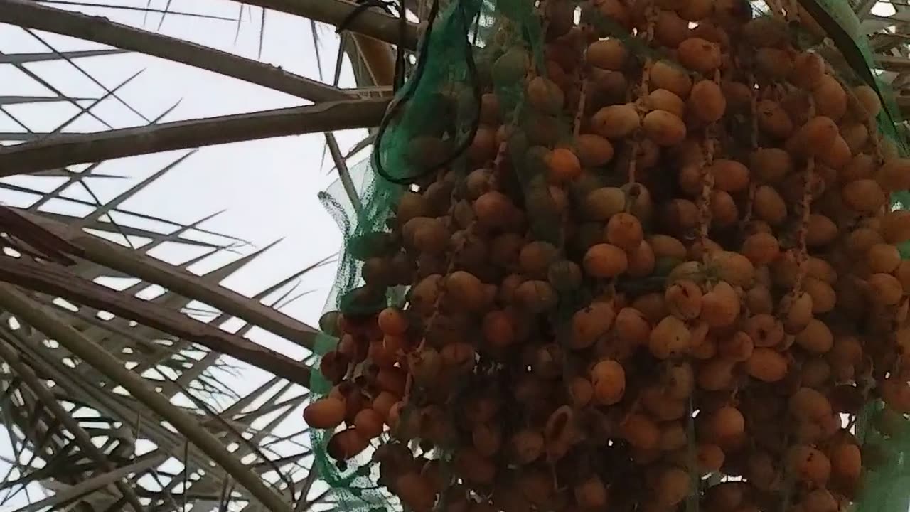 কেউ খায়না কেউ আবার খাইতে পায়না