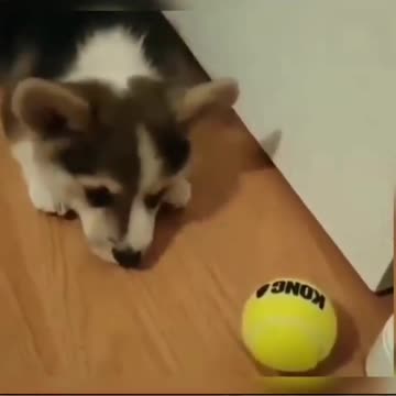 cute dog playing