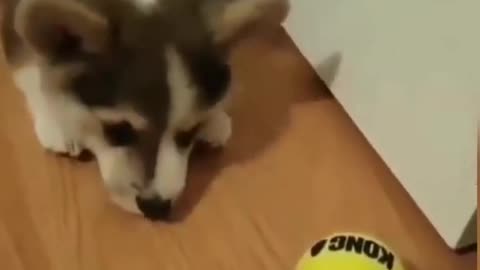cute dog playing