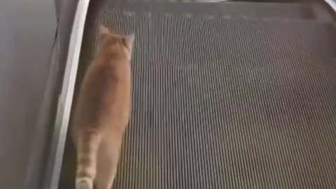 funny can and dog video , the funny bunny